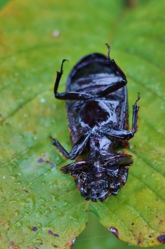 Passalus trinesides